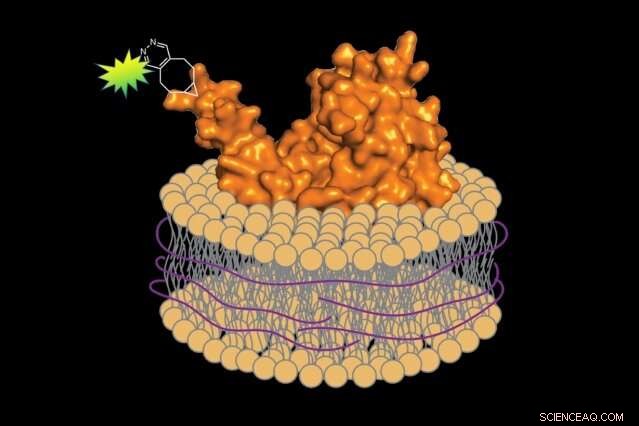 Innovative Platform for Fluorescent Protein Preparation and Native Environment Simulation