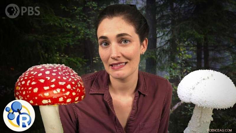 Video: Spot the Toxic Mushrooms That Could Endanger Your Life