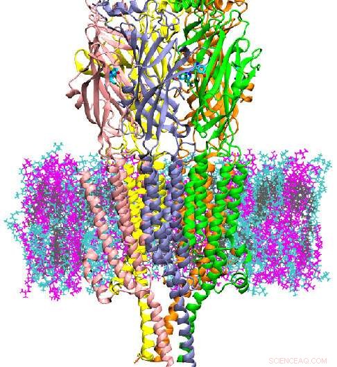 High-Resolution Simulations Reveal New Mechanisms of Serotonin Receptors