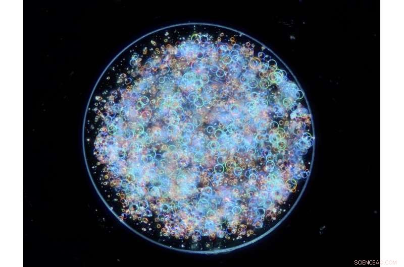 Zingy Catalytic Protocells Break Down Hydrogen Peroxide Efficiently