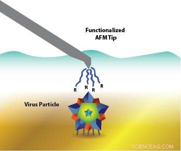 Leveraging Virus Surface Properties to Advance Vaccine and Gene Therapy Development