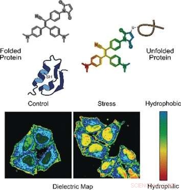 New Molecular Probe Reveals Misfolded Proteins in Living Cells