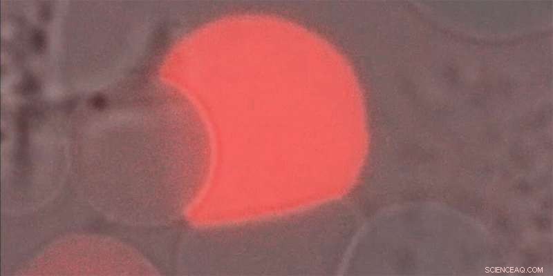 Molecular Factories: Bridging Nature and Chemistry for Functional Applications