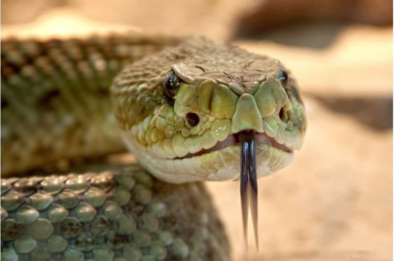 How Rattlesnake Scales Enable Rainwater Absorption in Desert Environments