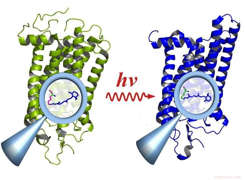 Visualizing Complex Molecules in Action with Time‑Resolved Infrared Spectroscopy