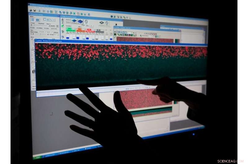 E. coli-Derived Leviathan Polymer Brush Effectively Resists Bacterial Colonization