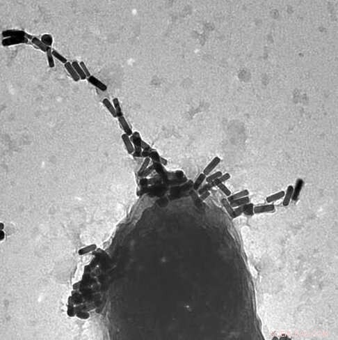 Targeting Drug‑Resistant Bacteria with Controlled Phage Therapy: Safe, Precise, Effective