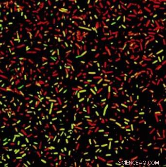 Targeting Drug‑Resistant Bacteria with Controlled Phage Therapy: Safe, Precise, Effective