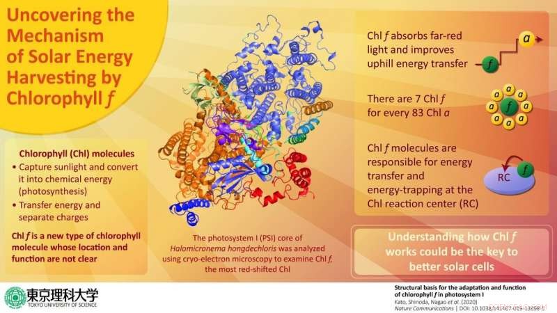 New Chlorophyll f Study Reveals Breakthrough for High‑Efficiency Solar Cells
