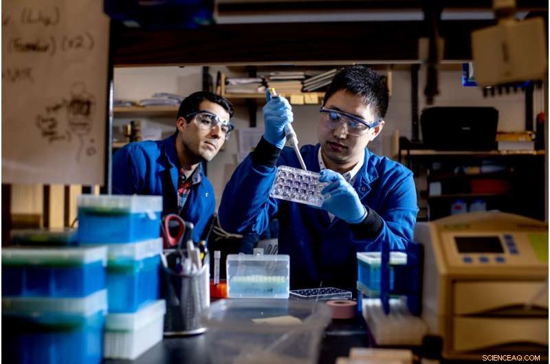 Exercise Enhances Skin Health: Protein Mimics Anti-Aging Effects in Mice