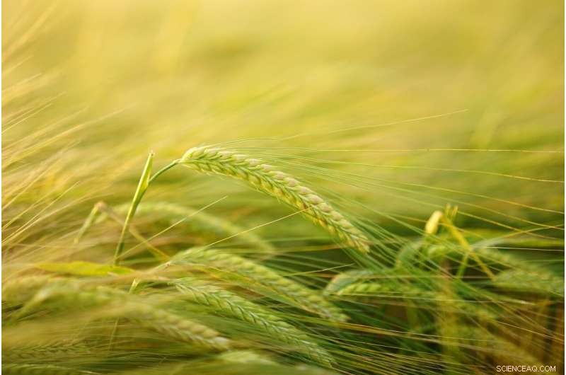 Foxtail Millet Bran: A Heart‑Healthy Protein Source