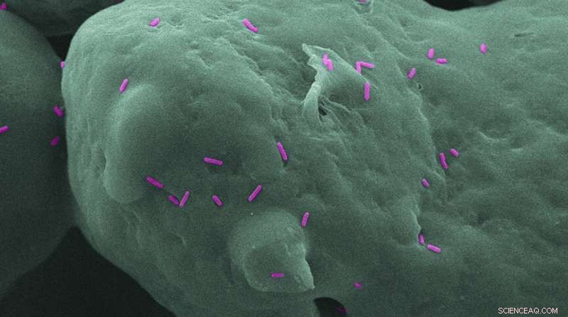 Researchers Develop 3-D Printed Parts That Kill Bacteria