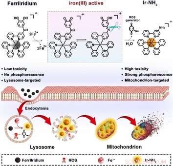 FerriIridium: A Targeted Chemotherapy Breakthrough for Gastric Cancer