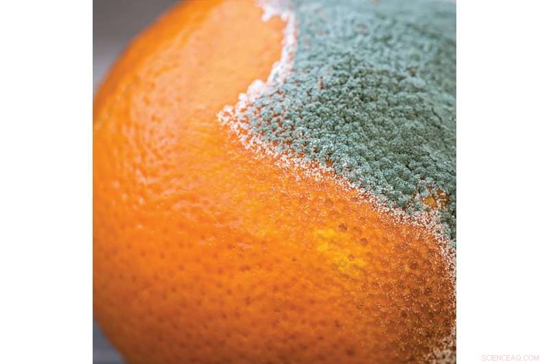 Revolutionary Turmeric‑Based Biopolymer Film Promises Sustainable Food Preservation