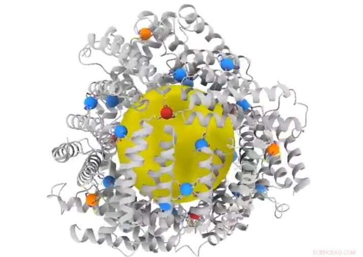 New Protein Cages Break Barriers in Molecular Trapping