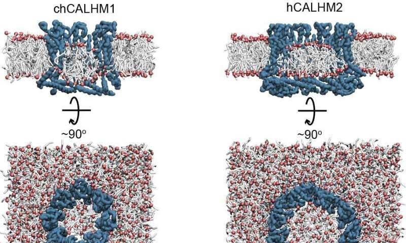 Exploring CALHM Channel Pores: Implications for Taste, Alzheimer s, and Asthma