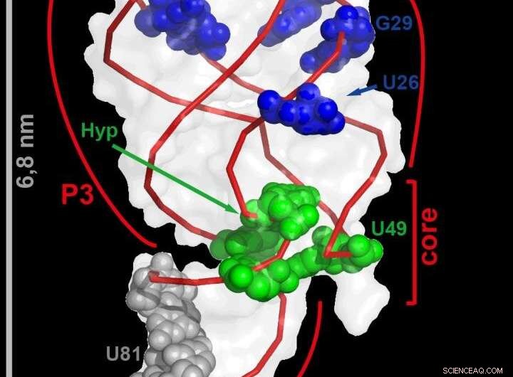 Rapid Cellular Dynamics Revealed: Ultra-High-Speed Imaging of Molecular Events