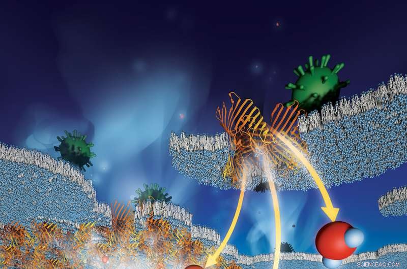 Enhancing Filtration: Protein Pores Embedded in Polymers Yield High-Performance Membranes