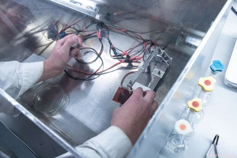 Nature-Inspired Solar Cells: Combining Beauty and Efficiency