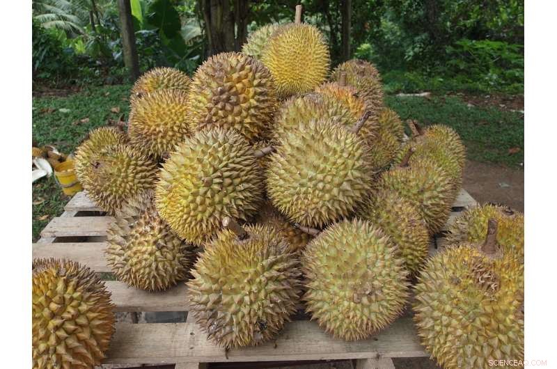 Durian Skin Biocomposite: Sustainable Take‑Out Containers & 3‑D Printing Applications