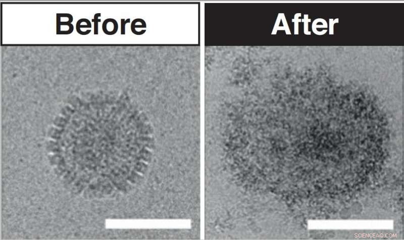 Sugar‑Based Antiviral Treatment Offers Rapid Virus Neutralization