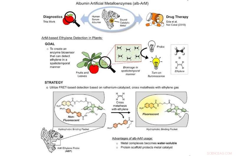 New Metalloenzyme Biosensor Enables Real-Time Ethylene Monitoring in Fruits