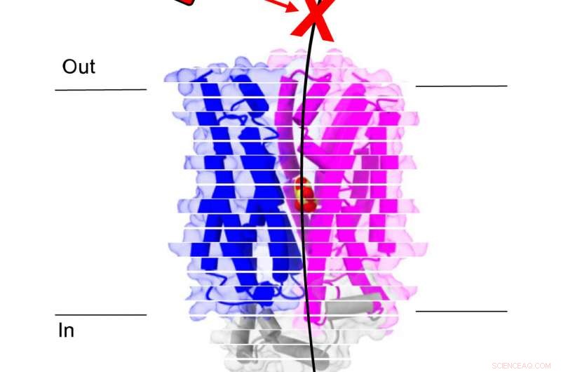 Scientists Reveal How Malaria Parasites Import Sugar