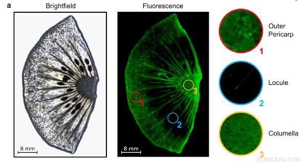 New Metalloenzyme Biosensor Enables Real-Time Ethylene Monitoring in Fruits
