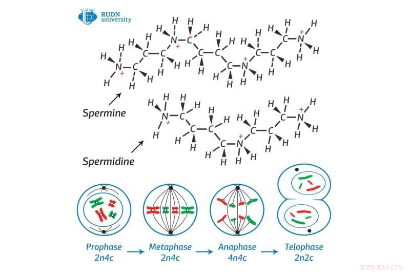 RUDN Biochemist Identifies Potent Enzyme Target for Cancer Therapy