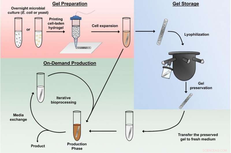 Revolutionary Hydrogel Platform Enables On-Demand Production of Medicines and Chemicals
