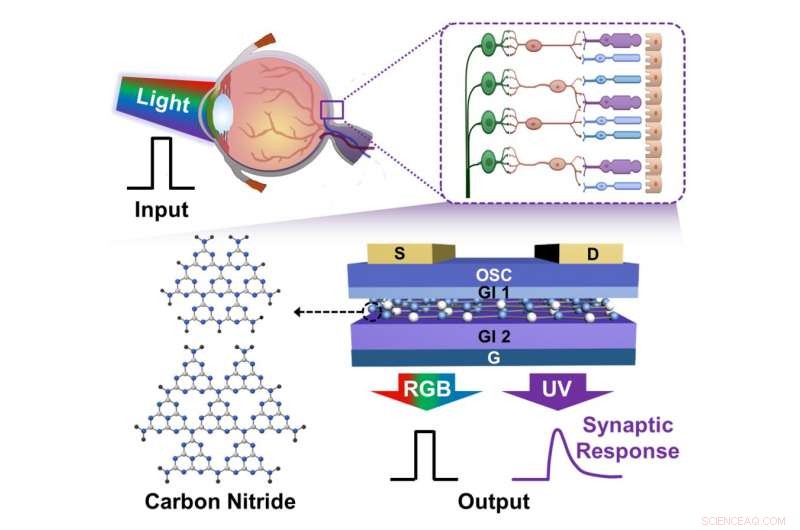 Retina-Inspired Carbon Nitride Synapses Achieve Precise UV Detection