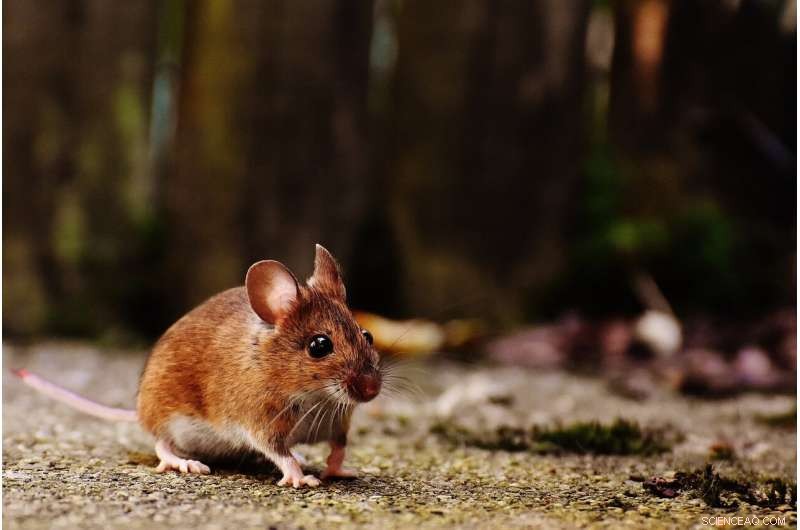 Reengineered Plant Compound Shows Promise in Treating Opioid Addiction in Mice