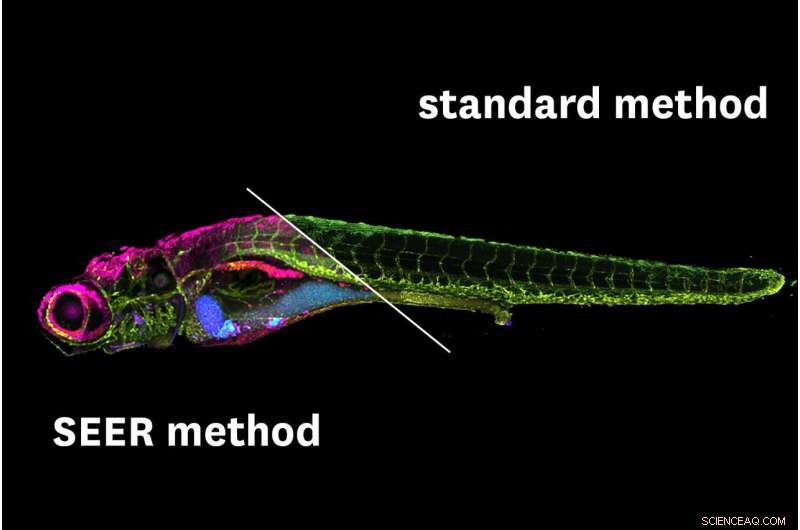 USC Scientists Unveil Faster, Higher-Resolution Imaging Tool for Disease Research