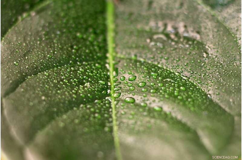 Tiny Bridges Enhance Particle Adhesion in Soil