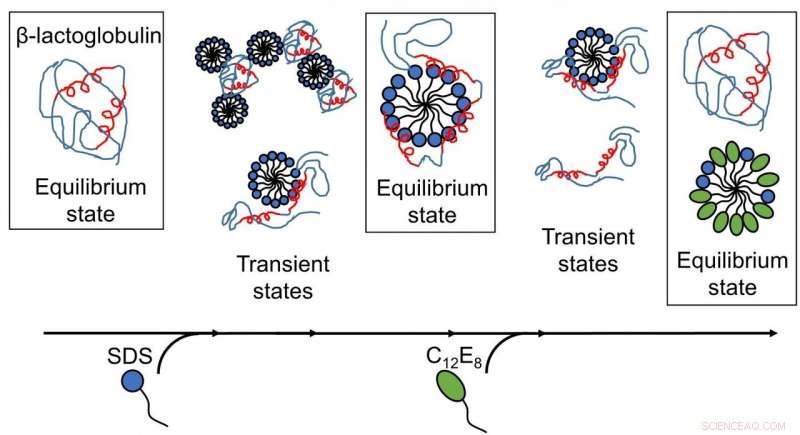 Soap Molecules and Protein Dynamics: How Surfactants Drive Folding and Unfolding