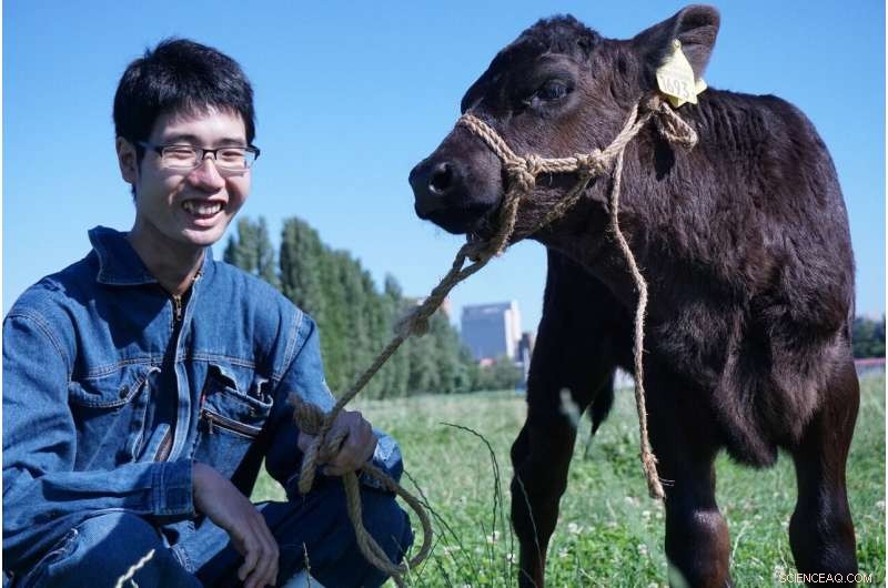 Bovine Embryo Achieves Full Regeneration of Placenta-Forming Cells