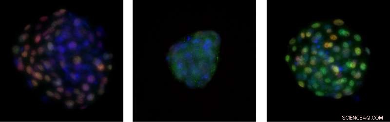 Bovine Embryo Achieves Full Regeneration of Placenta-Forming Cells