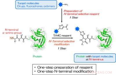 Efficient One‑Step N‑Terminal Protein Modification