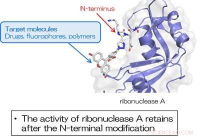 Efficient One‑Step N‑Terminal Protein Modification