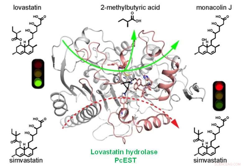 Unveiling the Catalytic Mechanism of Lovastatin Hydrolase: Insights into Cholesterol Regulation
