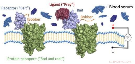 Researchers Develop Molecular  Fishing  Method to Detect Single Molecules in Blood