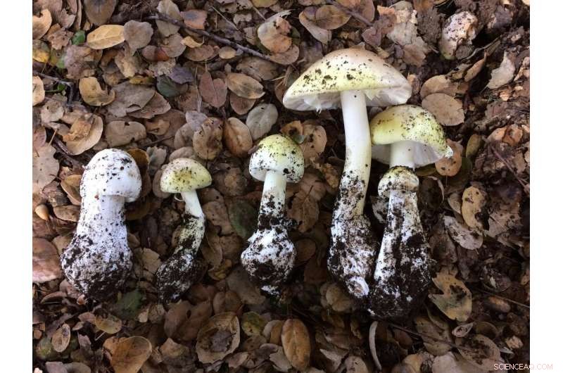 Rapid Field Test Detects Deadly Mushroom Poisons in Minutes