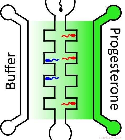 Revolutionary Technique for Assessing Male Fertility via Progesterone‑Responsive Sperm Migration