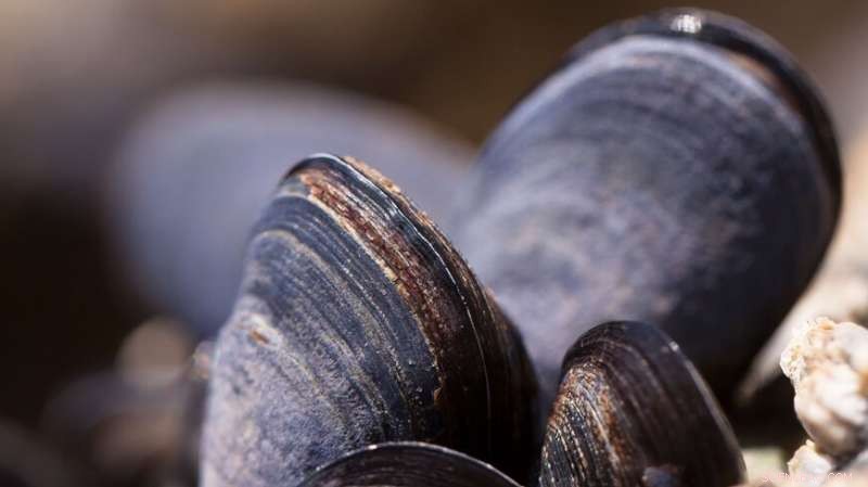 Mussel-Inspired Adhesive Repairs Actively Pumping Heart Muscle