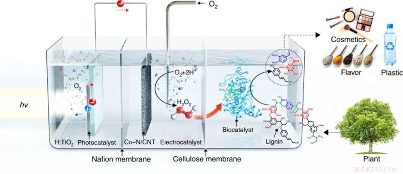 Revolutionary Biocatalytic System Converts Waste Biomass into High-Value Chemicals