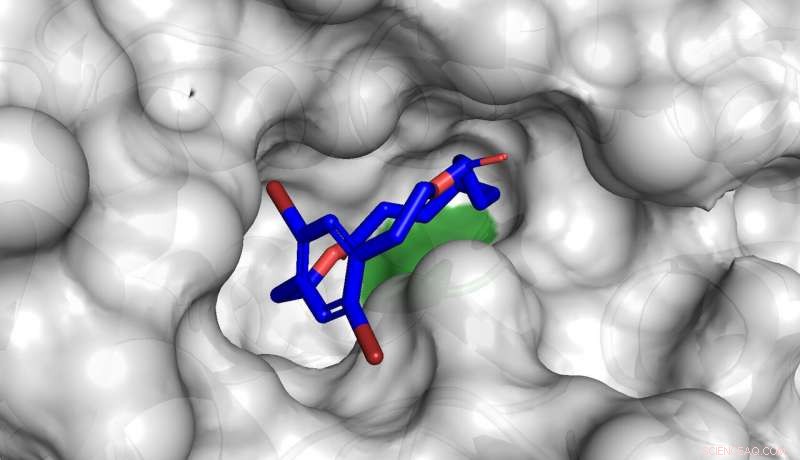 Engineering Molecular Rings for Enhanced Catalytic Efficiency