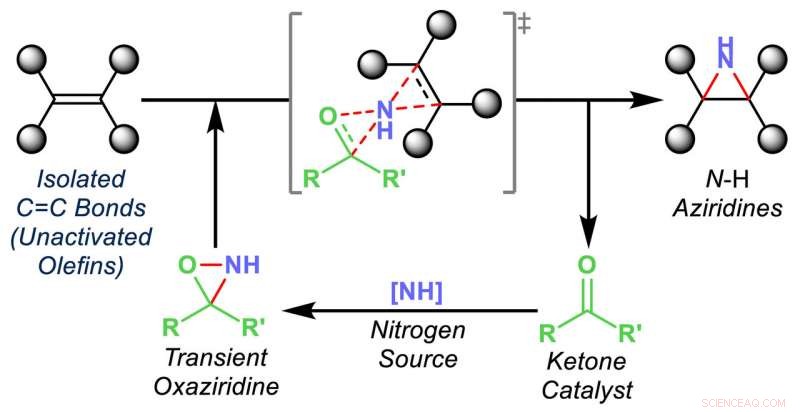 Rice University Breakthrough Simplifies Production of Aziridine Drug Building Blocks