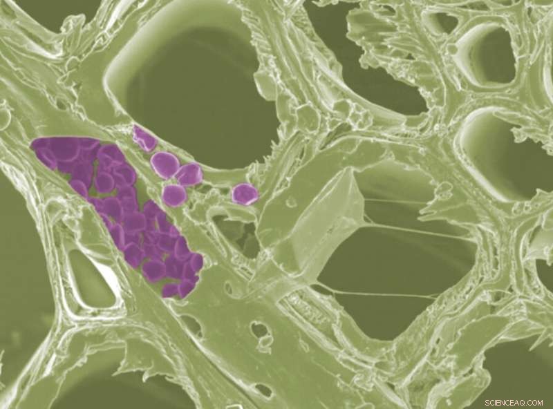 Revolutionary Imaging Technique Enables Gentle Observation of Starch in Biofuel Materials