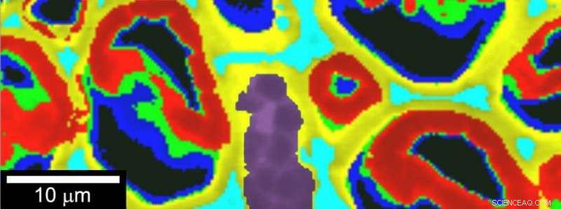 Revolutionary Imaging Technique Enables Gentle Observation of Starch in Biofuel Materials