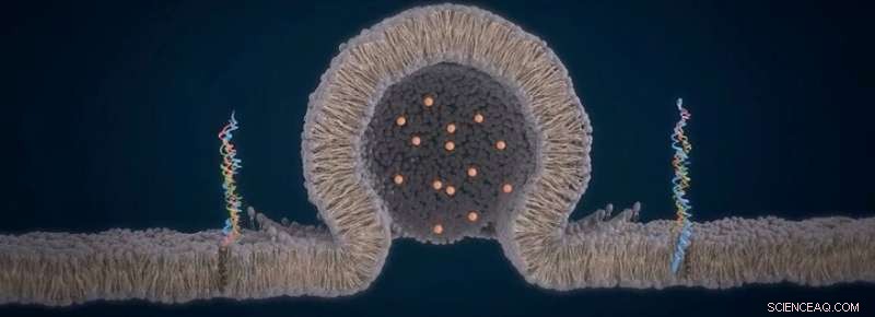 How Inter‑Organelle Channels Form at Contact Edges
